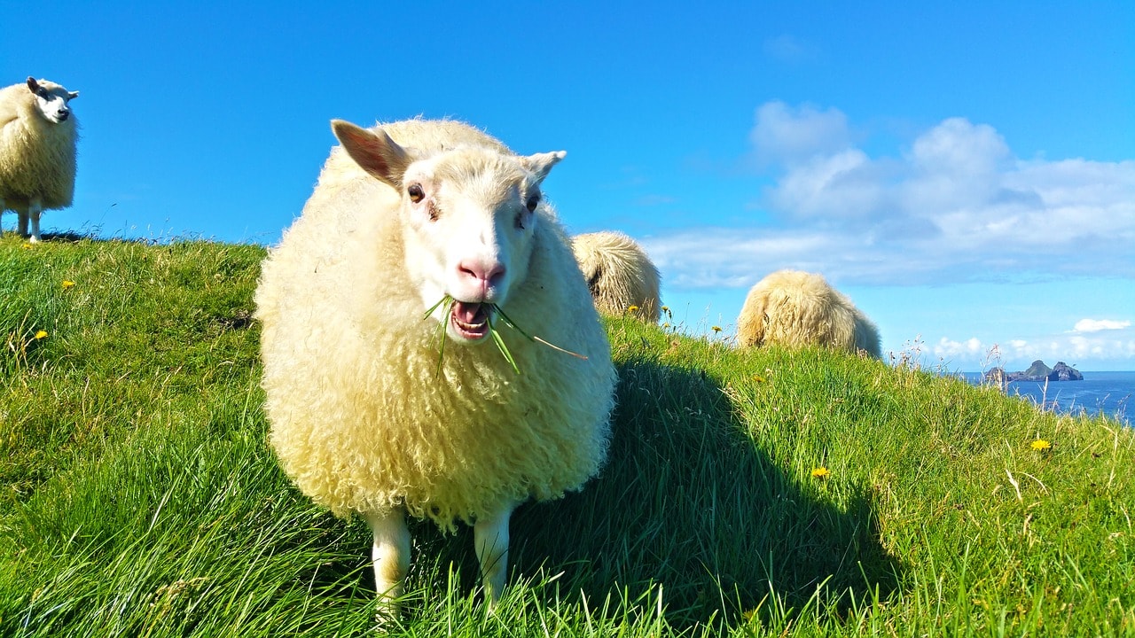 アイスランドで見れる動物・野生動物をまとめて紹介 ...