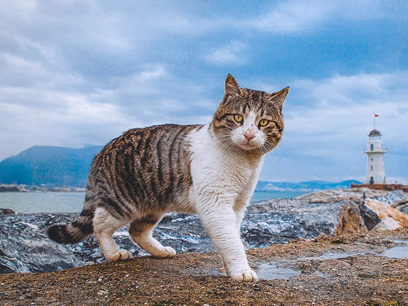 アイスランドの猫