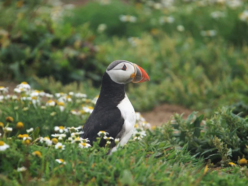 パフィンと花畑