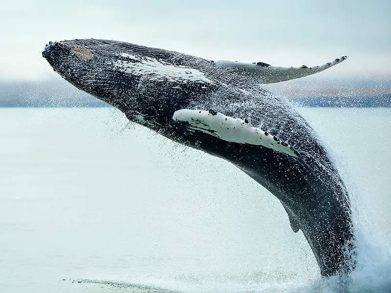 クジラ