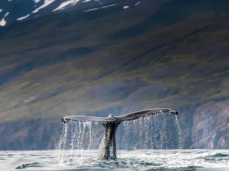 アイスランドの近海に生息しているクジラ